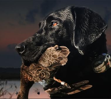 DT Systems Free Orange Pro Training Whistle and Micro IDT Plus Replacement or Add On Collar Receivers to Add on Dogs 2-3