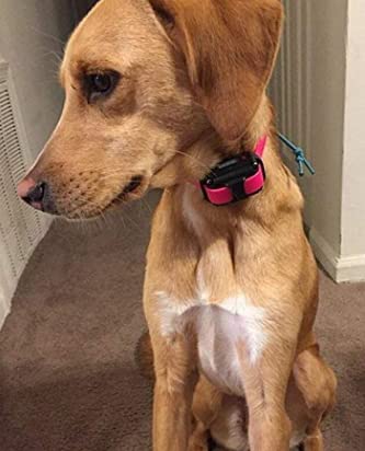 Dogtra YS-300 Yapper Stopper Bark Activated No-bark Collar for Small to Medium Breeds