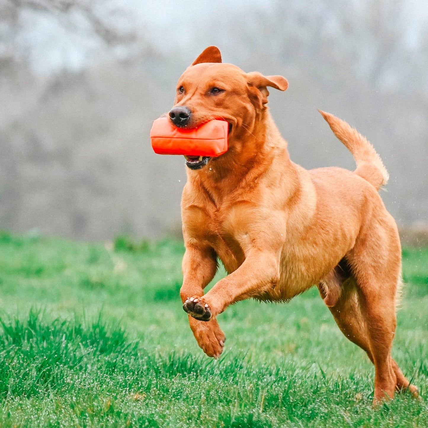 DT SYSTEMS Super Pro Durable Shock-Absorbing Waterfowl Upland Hunting Dog Training Dummy Launcher w/ Floating Scent-Holding Dummy, Blaze Orange