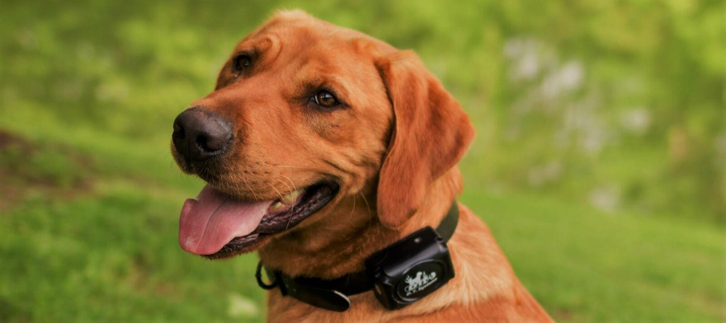 DT Systems H2O 1820 PLUS Expandable Dog Remote Trainer