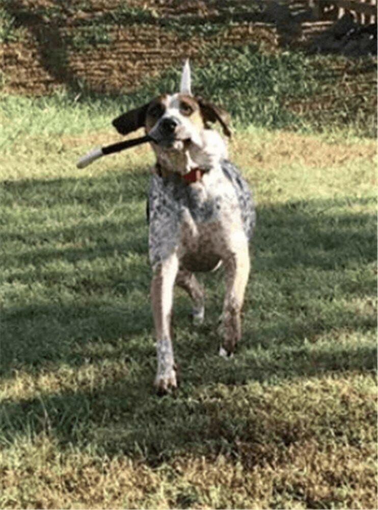 Tether Tug Monkey Fist Big Knot Dog Toy Outdoor Replacement Rope Toys