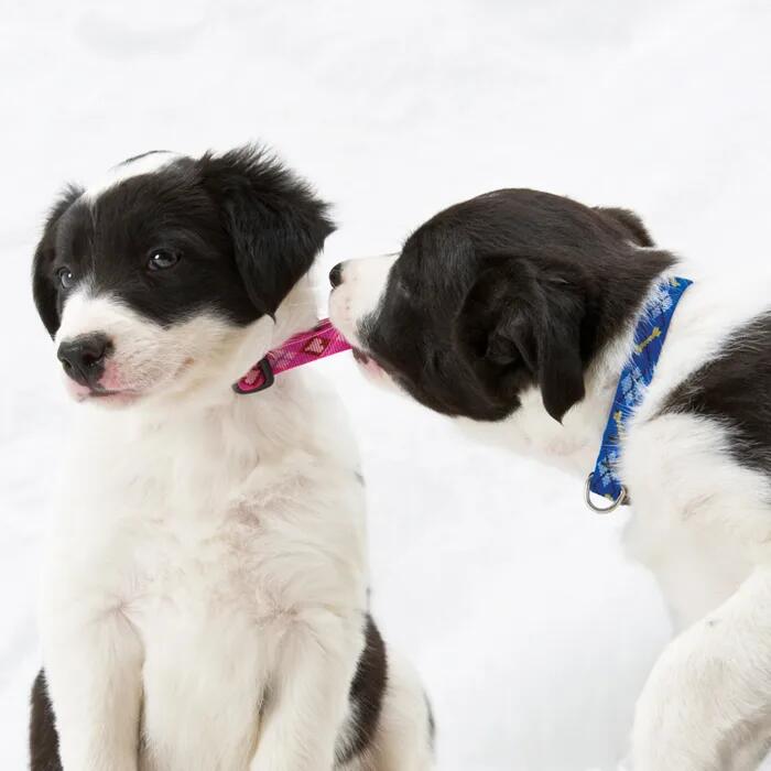 Lupine Pet Originals 1/2" Bling Bonz 8-12" Adjustable Collar for Small Dogs