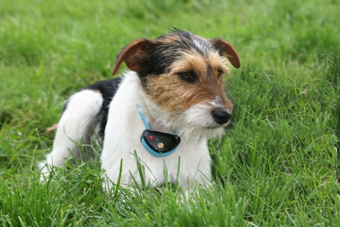 Eyenimal DELUXE SPRAY NO BARK DOG NOBARK SPRBARK BLACK OR WHITE