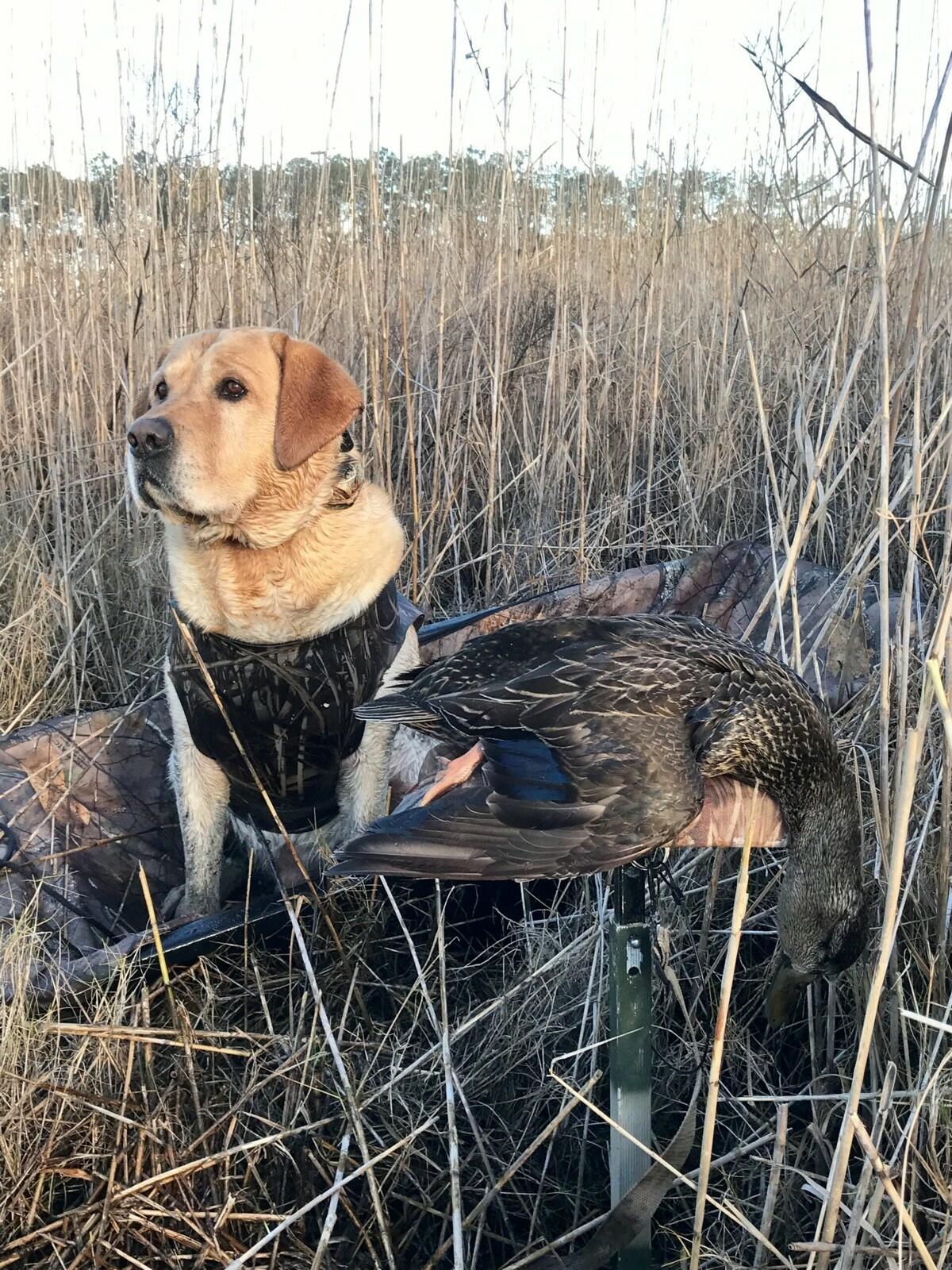 DT Systems Master Retriever MR 1100 CAMO Sport Remote Trainer