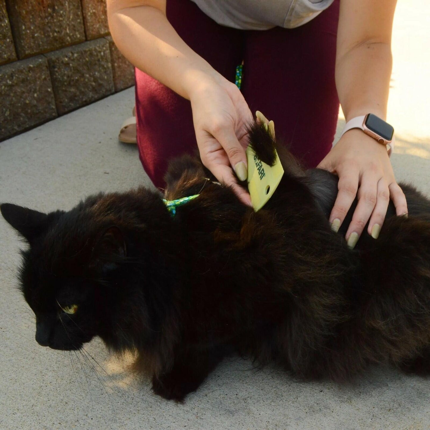 Safari Double Sided Flea Comb Pet Grooming for Dog, Puppy, Cat, Kitten- 2 Pack