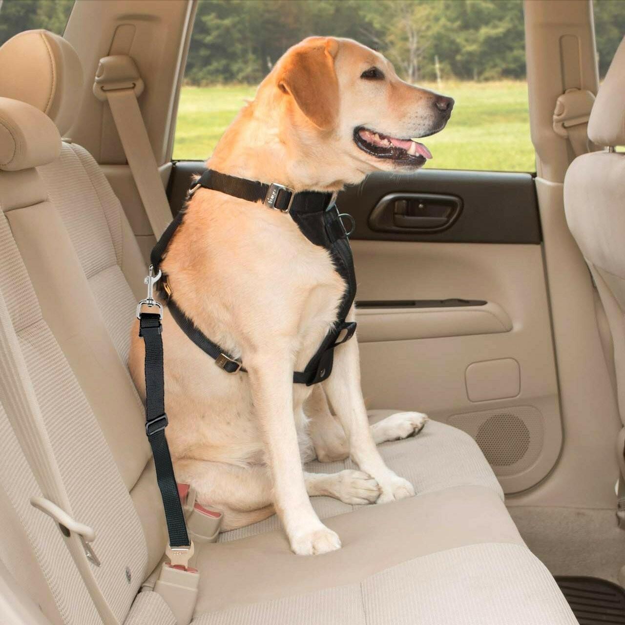 Dog Safety Seat Belt for Car – Adjustable Nylon Pet Seatbelt Leash for Dogs & Ca