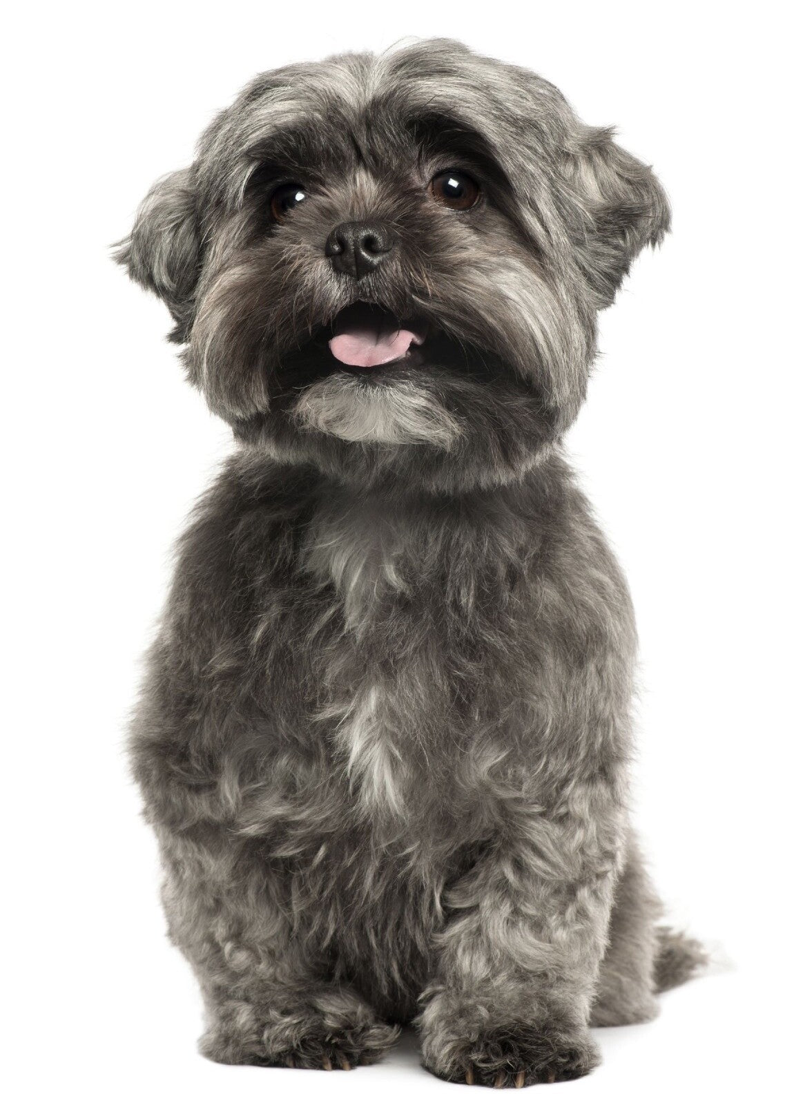 Eyenimal Miniature Bark Control Collar