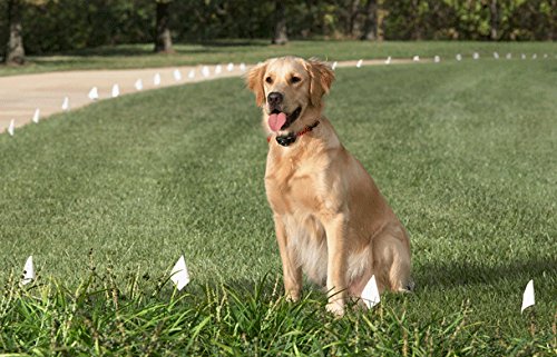 Foxy Pet Co 3/4" 2 Hole 1.25" Biothane Universal Supple Bone Embossed Dog Strap