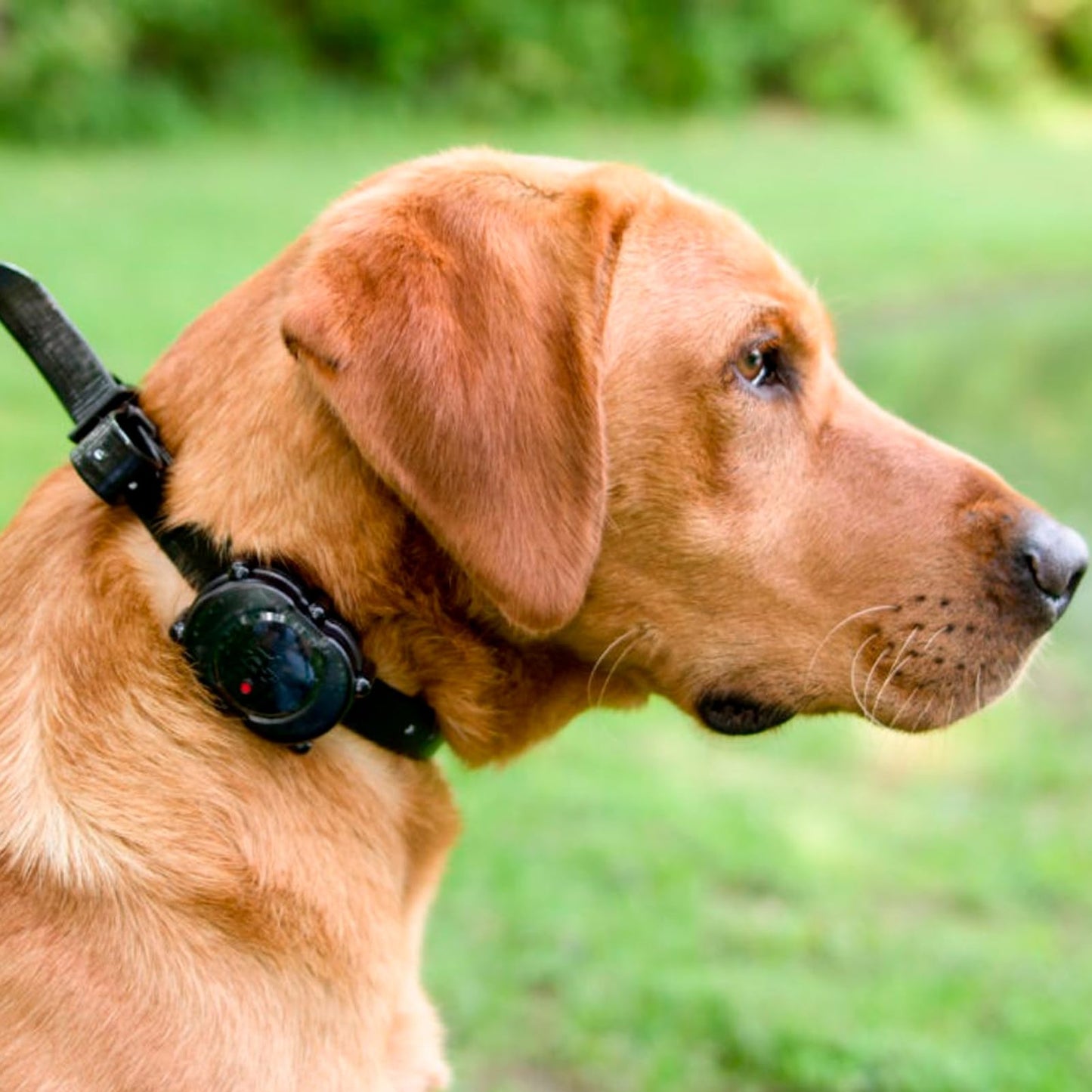 DT SYSTEMS Micro iDT Plus Waterproof 6-22" Rechargeable Expandable Dog Training E-Collar, 900-Yard Range, 16 Stimulation Levels, Vibration Assist