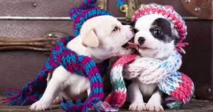 Foxy Pet Co Holiday Bundle of Dog Toys and Treats to Freshen Breath and Strengthen Gum and Well Being