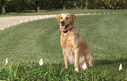 Foxy Pet Co 1" 2 Hole 1.25" Biothane Universal Bone Embossed Dog Strap