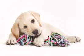 Foxy Pet Co Holiday Bundle of Dog Toys and Treats to Freshen Breath and Strengthen Gum and Well Being
