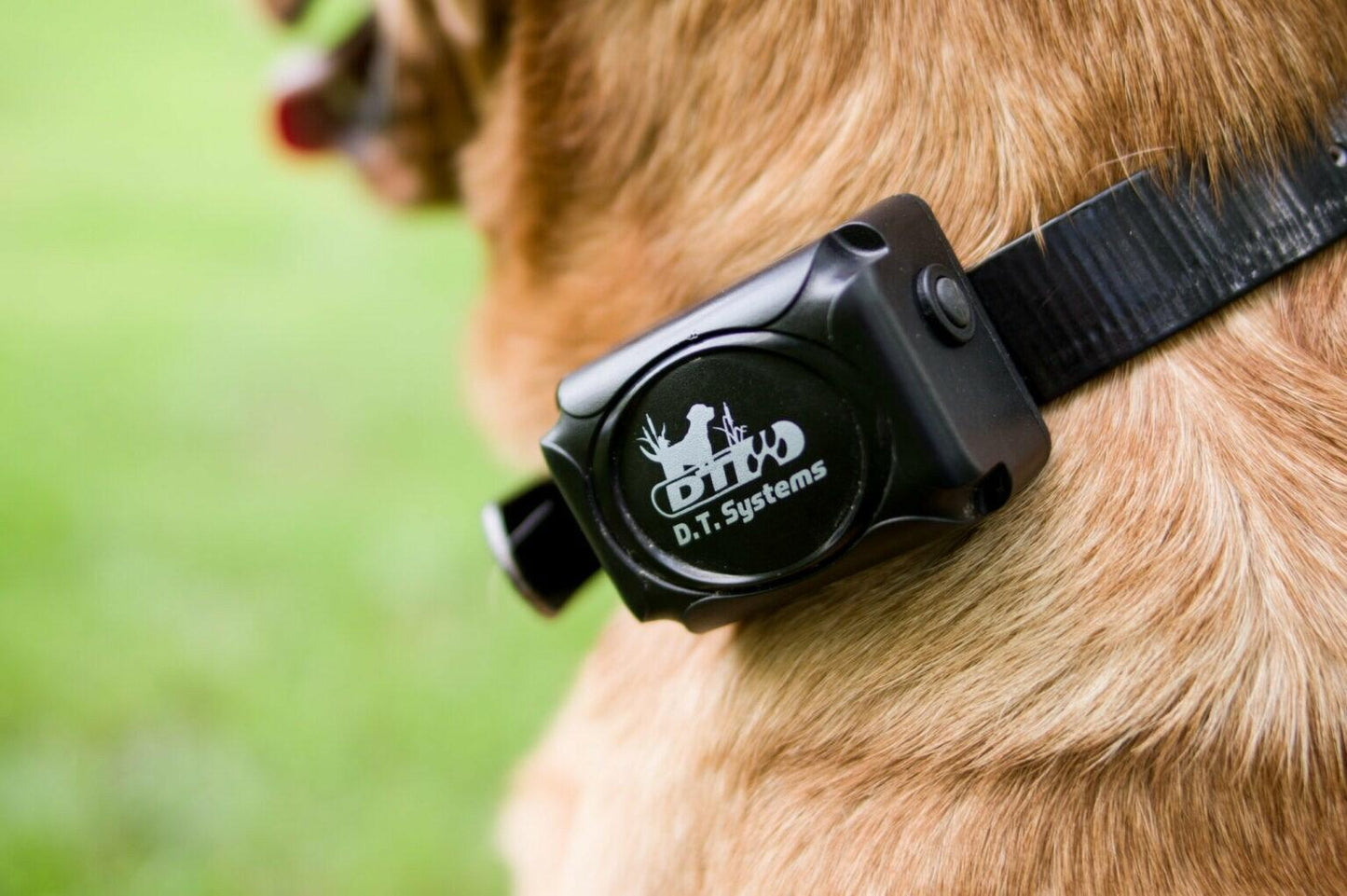 DT Systems H2O 1810 1820 1830 PLUS Add-On Collar Dog Black Strap MAXX-Range 360°