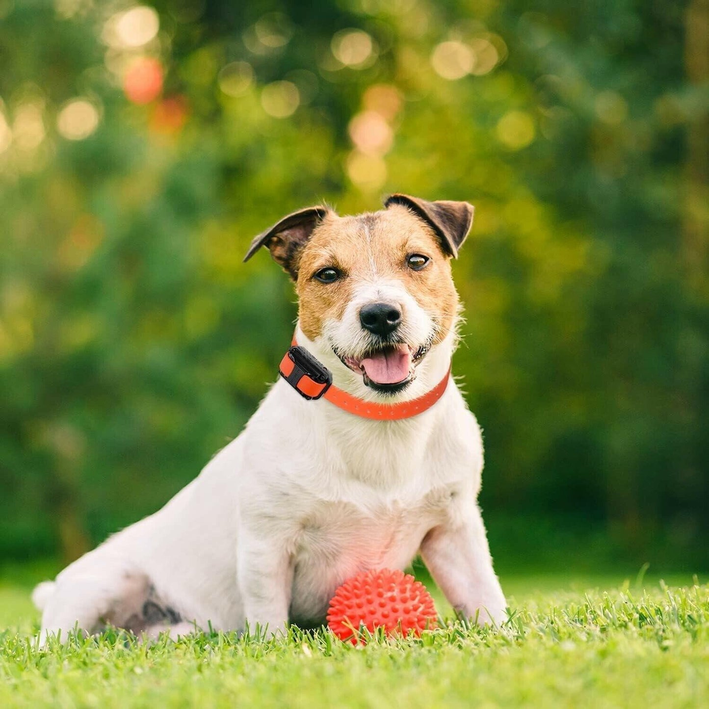 Dogtra Contact Points 1" Surgical Stainless Steel Female 1 Inch - Set of 2