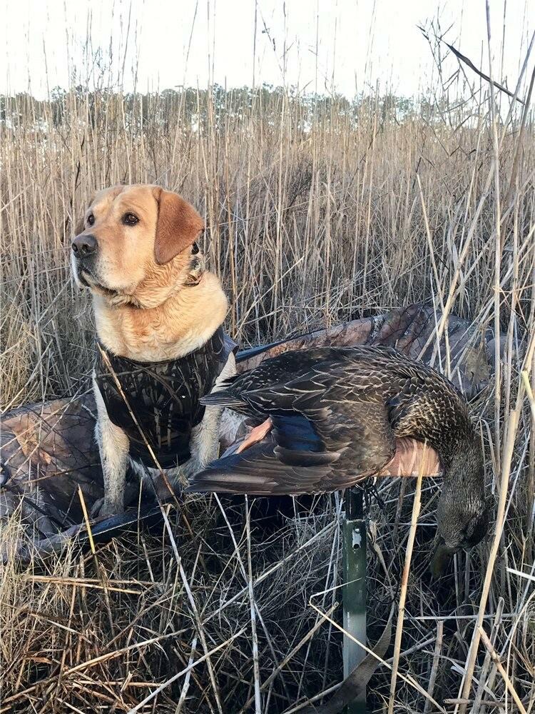 ECollar Surefit Strap - Full Grip- Double Buckle - Waterproof- Adjustable 3/4"