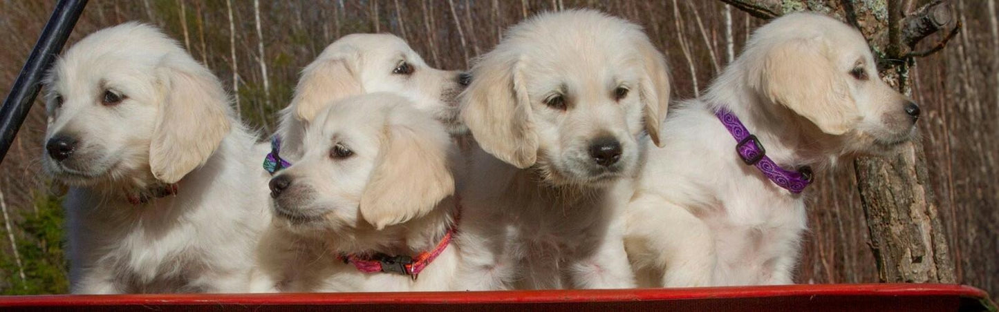 Lupine Pet Originals Underground Dog 3/4" Puppy Love Containment Strap, Large