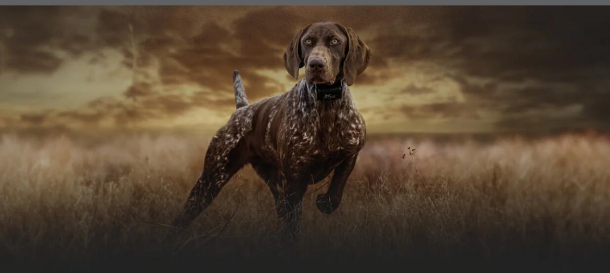 DT Systems Green Powerloads 100 Power Loads LOW Power