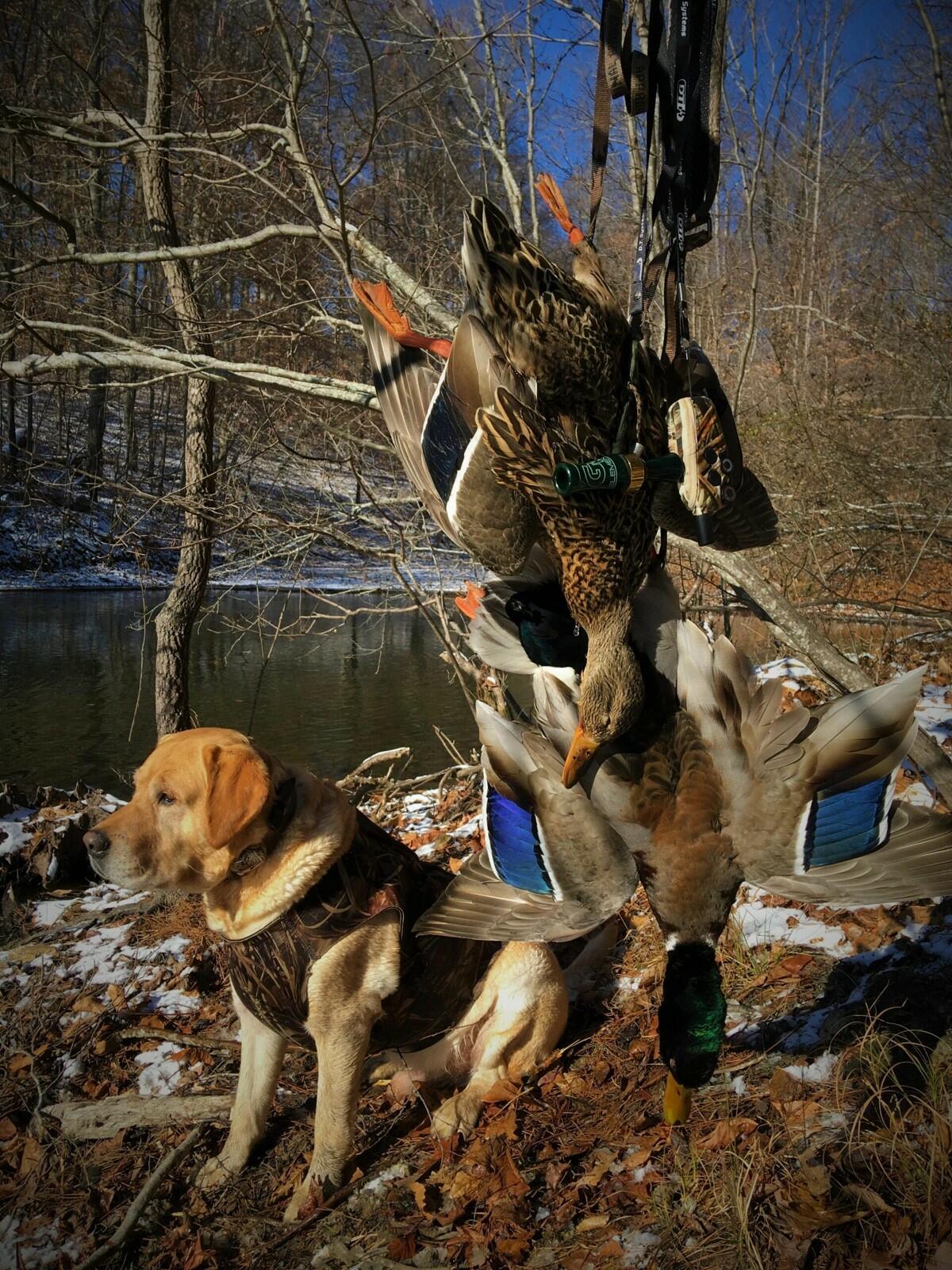 DT Systems Master Retriever MR 1100 CAMO Sport Remote Trainer