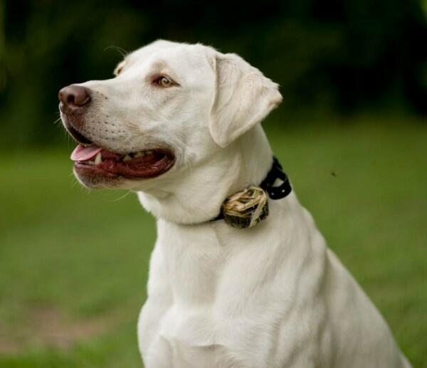 DT Systems Master Retriever MR 1100 CAMO Sport Remote Trainer