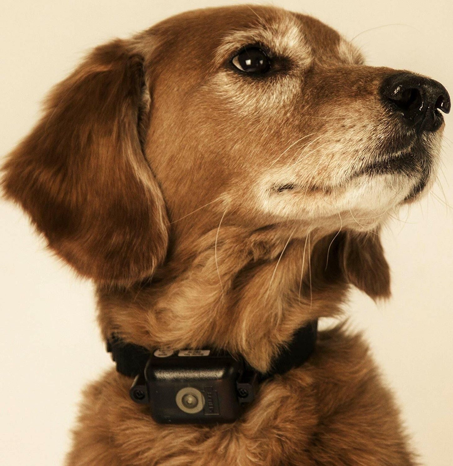 Foxy Pet Co 1" E-Collar Replacement Strap – Double Buckle,  Waterproof- Neon Orange