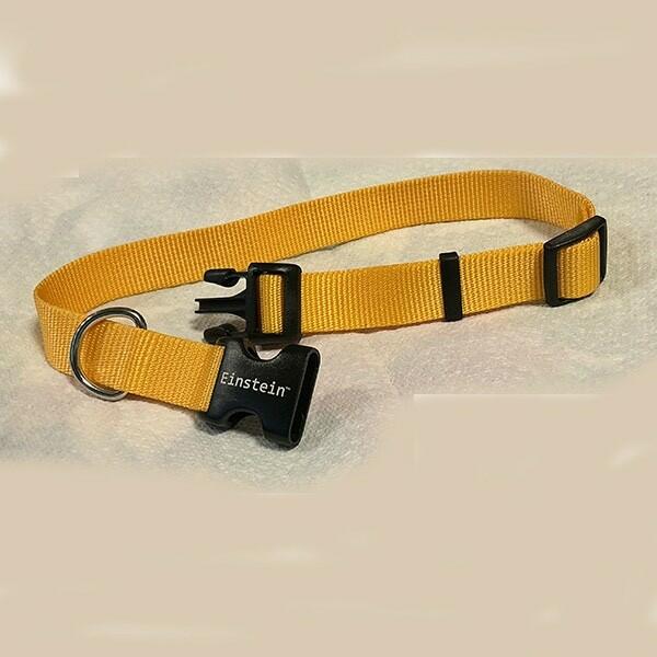 Einstein Replacement Nylon Dog Collar 1" Adjustable Strap – Fits E-Collar