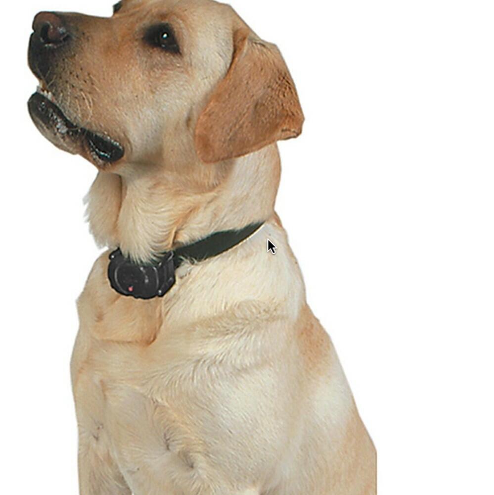 Foxy Pet Co 1" E-Collar HighFlex Replacement Strap – Double Buckle,  Waterproof-Blue