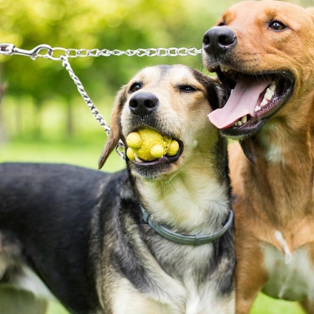 OmniPet 144C-20 Lightweight 2-Dog Chain Coupler – Small