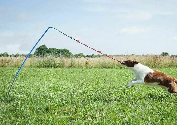 Tether Tug V2 Outdoor Dog Interactive Toy Tugging Pull Exercise 5-70 lbs and Up