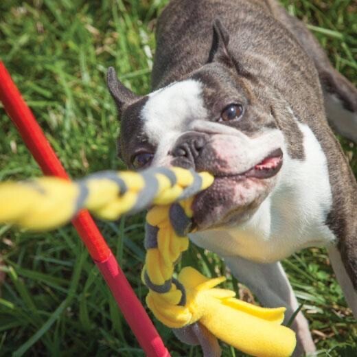 Tether Tug V2 Outdoor Dog Interactive Toy Tugging Pull Exercise 5-70 lbs and Up
