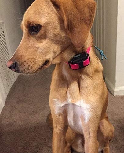 SureFit Waterproof ECollar Plastic Buckle Adjustable Electronic Dog Fence 3/4”